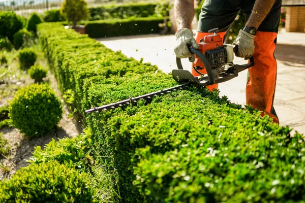 Branch_Hedge_Trimming